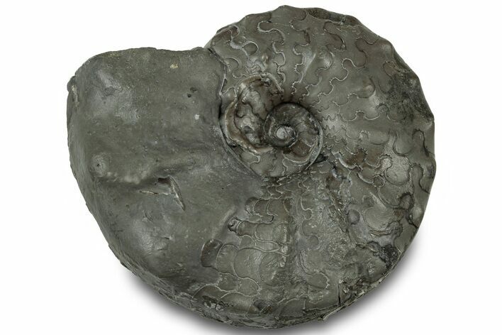Triassic Ammonite (Ceratites praenodosus) Fossil - Germany #319187